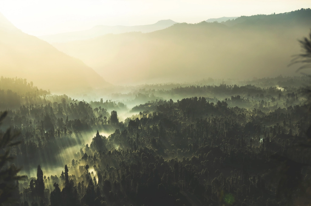 Cahaya pagi di atas hutan